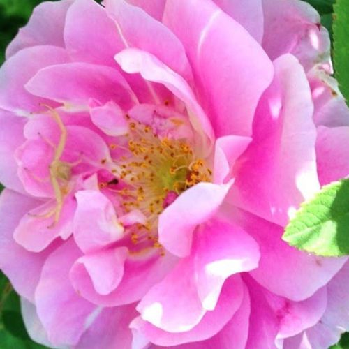 Růže eshop - Růžová - Parkové růže - středně intenzivní - Rosa  Thérèse Bugnet - Georges Bugnet - Má velmi zajímavé růžové květy.
